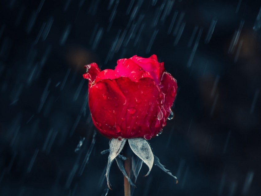 rose rain drops moisture red PNG graphics with clear alpha channel collection