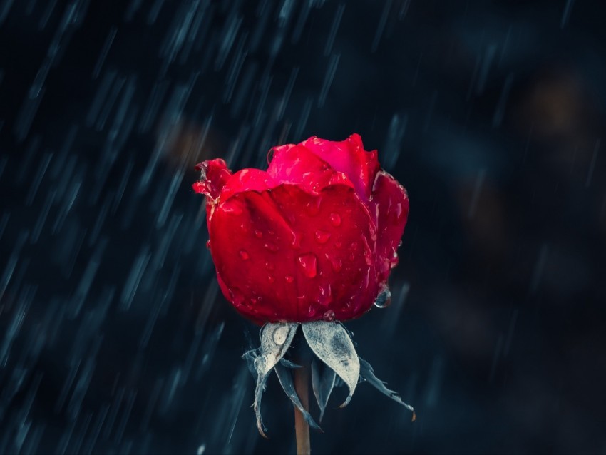 rose red bud drops rain moisture PNG images for editing
