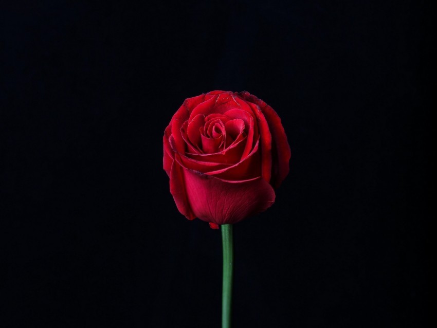 rose red bud flower dark PNG Isolated Object on Clear Background