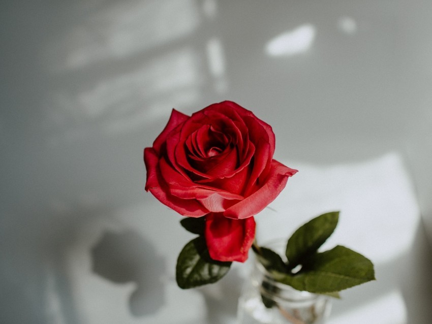 rose red flower closeup PNG clear background