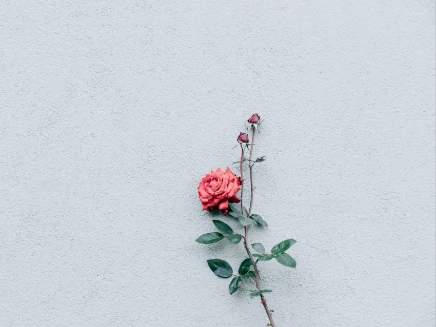 rose wall minimalism branch bush bud PNG with no cost