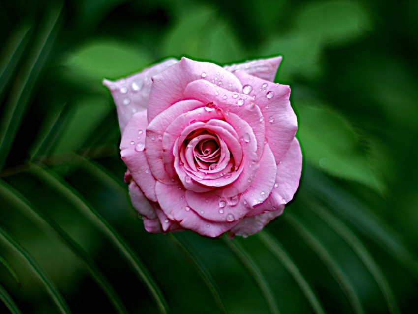 rose wet bloom drops dew leaves pink close-up PNG clipart with transparency