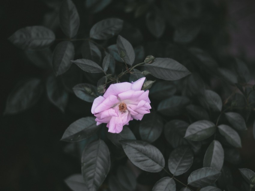 rose wild rose branches leaves HighResolution Isolated PNG with Transparency