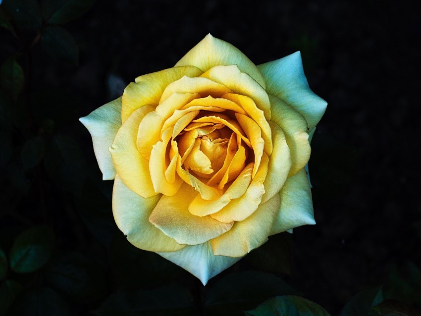 rose yellow petals closeup HighQuality Transparent PNG Isolated Object