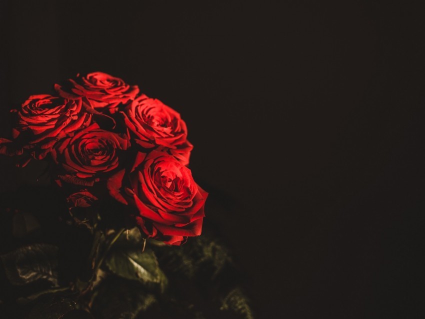 roses bouquet flowers dark red Transparent PNG images for digital art