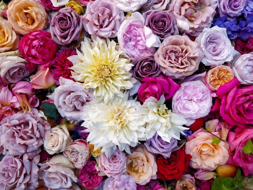 roses dahlias bouquet composition multicolored Isolated Element on HighQuality PNG