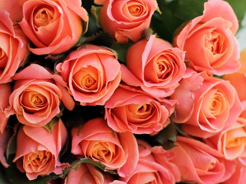 roses flowers bouquet pink coral present romantic PNG images with no limitations