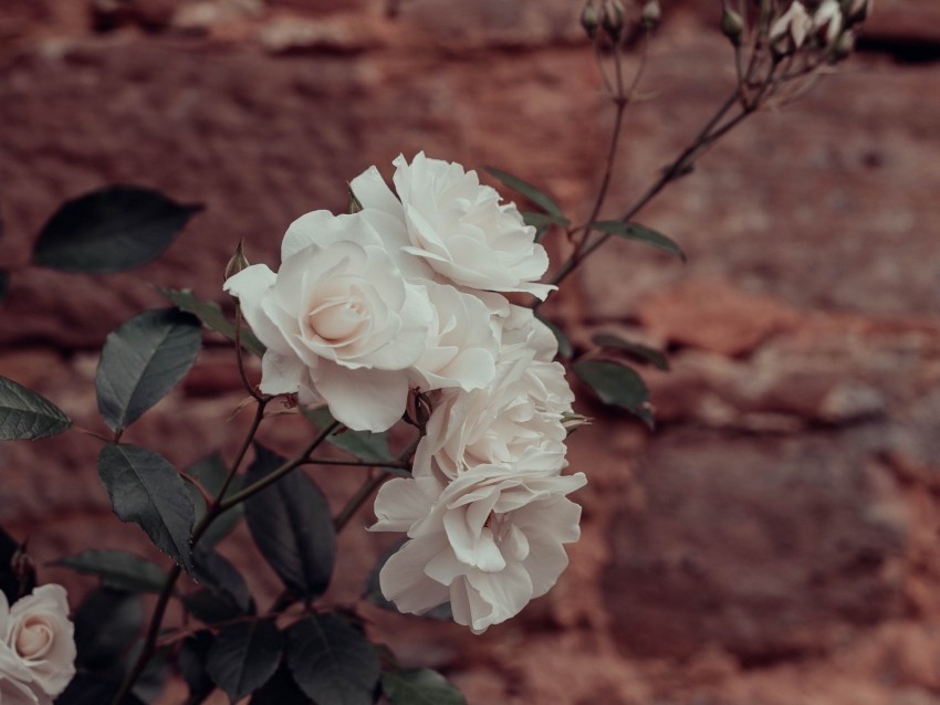 roses flowers white plant wall PNG with transparent backdrop 4k wallpaper