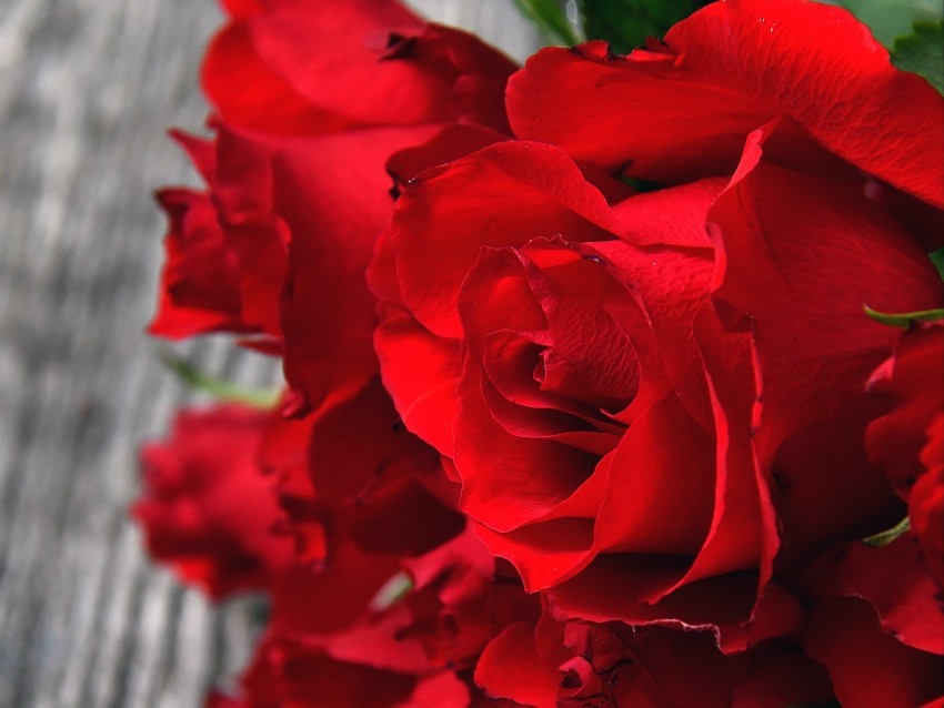 roses red bouquet buds petals closeup PNG with transparent bg