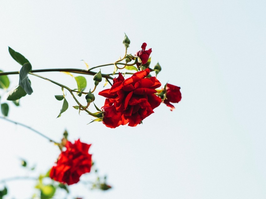 roses red flowers bloom plant Isolated Graphic in Transparent PNG Format