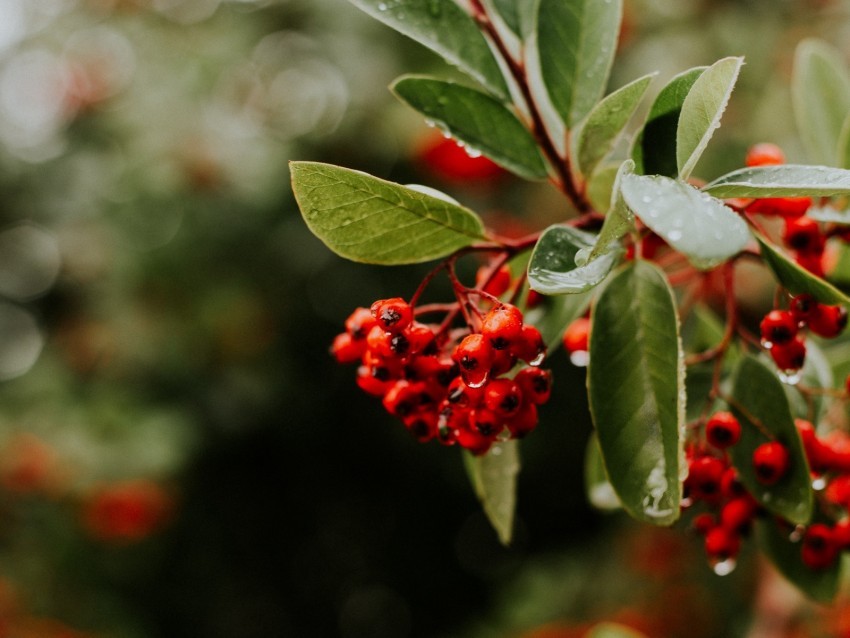 rowan berries branches leaves wet PNG images without subscription