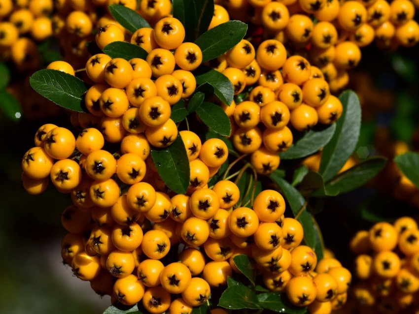 rowan berries orange brush harvest close-up PNG images with high-quality resolution 4k wallpaper