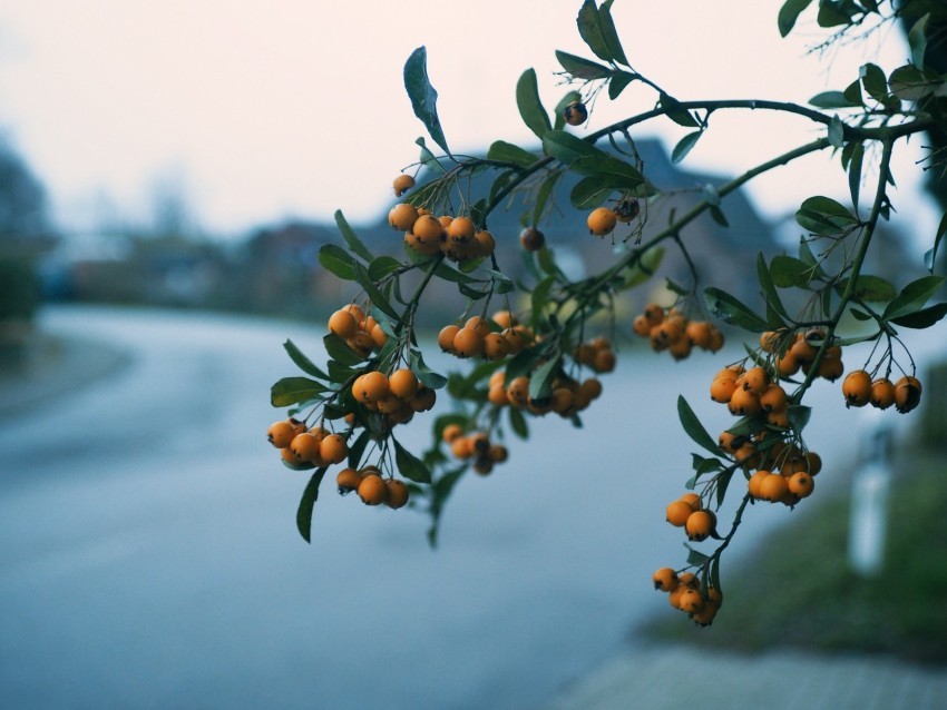 rowan branch berries blur Transparent PNG Isolated Illustration 4k wallpaper