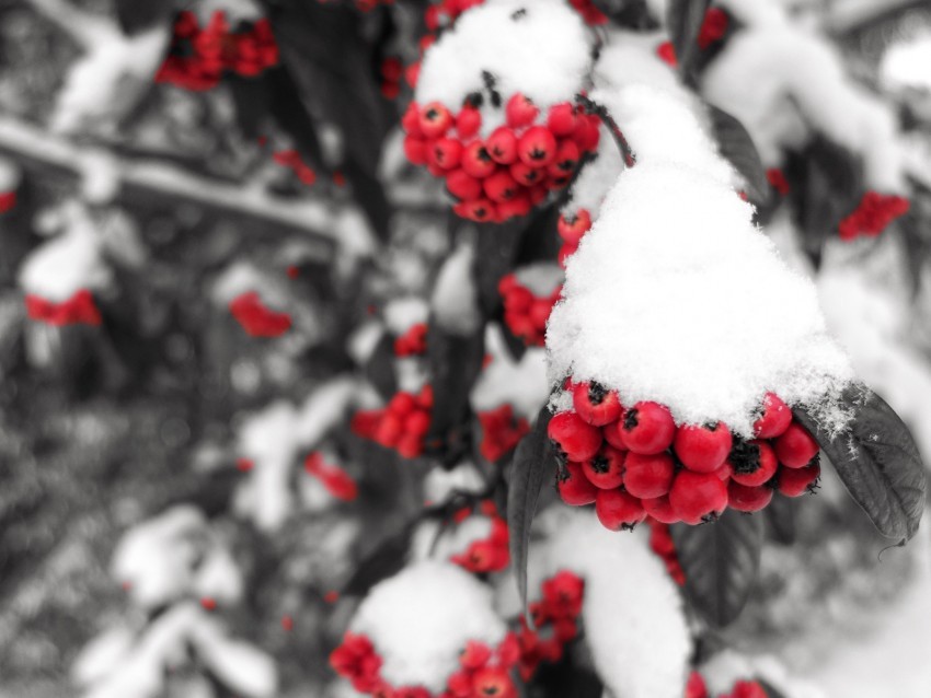 rowan snow berries branch winter PNG Image with Transparent Isolated Graphic