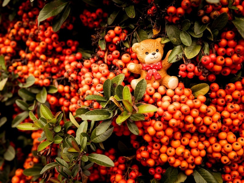 rowan toy bear bunch branches berries PNG Image with Transparent Cutout
