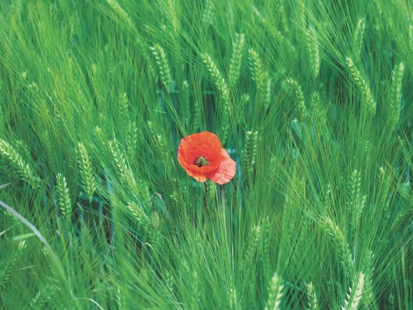 rye poppy flower spikelets field High-resolution transparent PNG images set 4k wallpaper