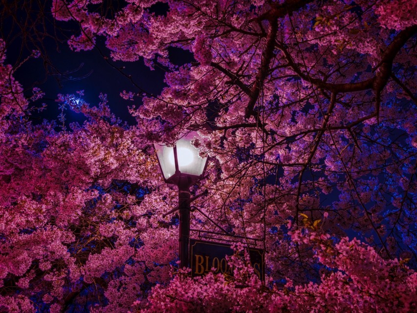 sakura blossoms lantern night spring PNG graphics with transparency