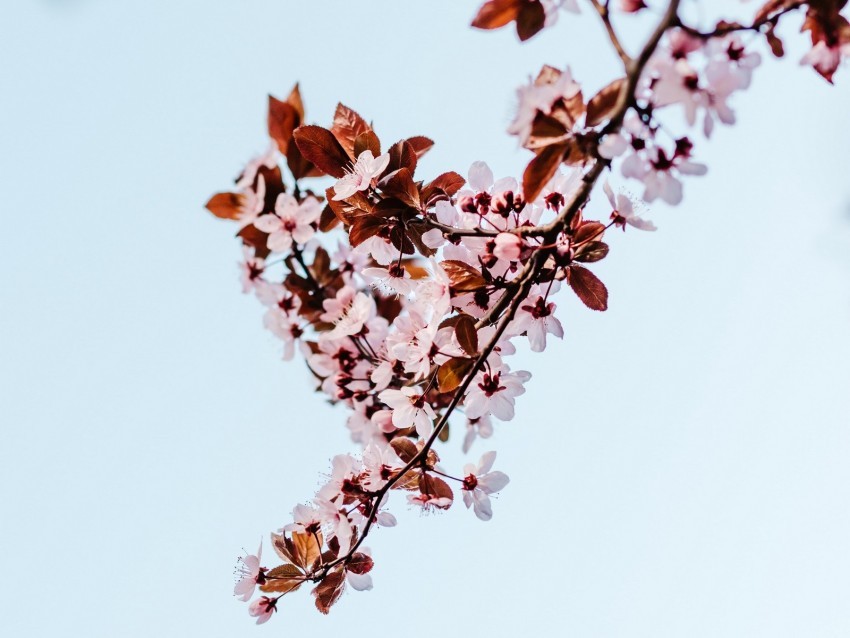 sakura branch flowers bloom plant PNG with transparent background for free