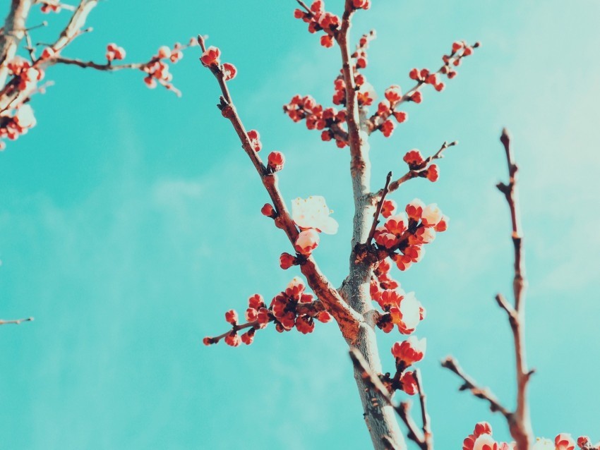 sakura branches flowers bloom sky PNG Image with Transparent Isolated Design
