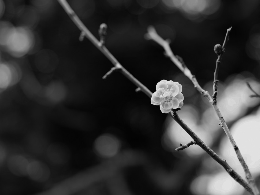 sakura flower bw branch blur PNG clipart with transparent background