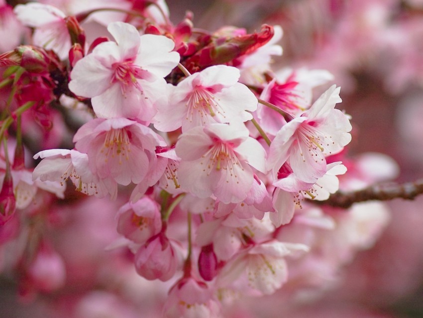 sakura flowering branch flowers blur PNG graphics with clear alpha channel 4k wallpaper