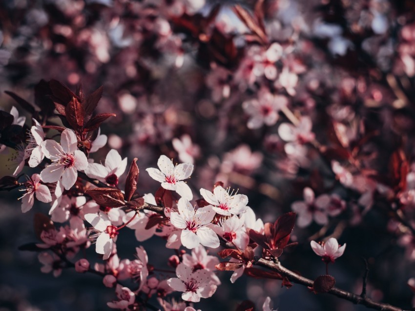 sakura flowers branches bloom tree cherry Clear PNG graphics free 4k wallpaper