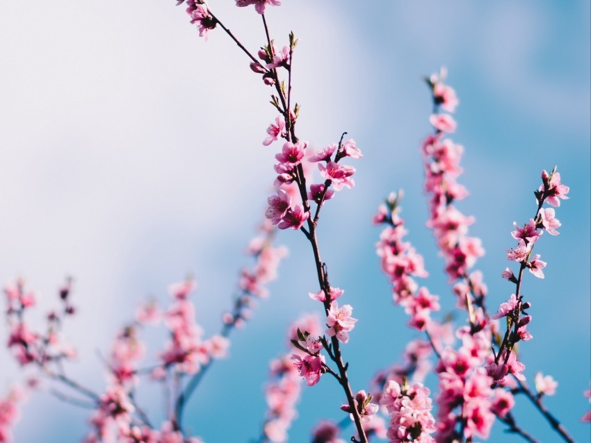 sakura flowers branches sky clouds spring Isolated Subject on Clear Background PNG