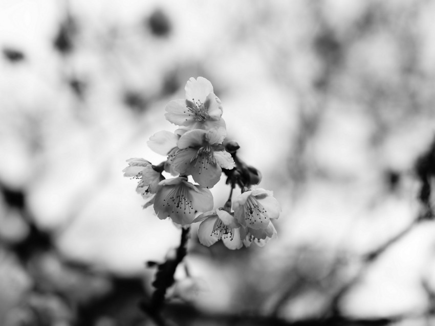 sakura flowers bw branch macro Free PNG images with transparent layers compilation