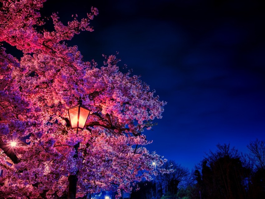 sakura flowers lantern blooms evening spring HighQuality Transparent PNG Isolation