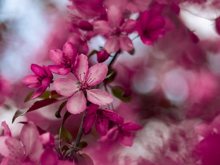 sakura flowers pink bloom branch Free PNG images with clear backdrop