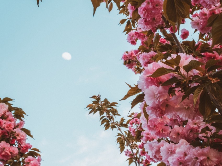 sakura flowers pink sky moon bloom spring Free PNG