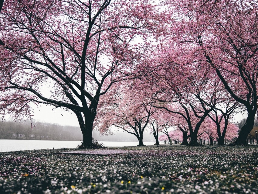 sakura trees flowering flowers blooming Isolated Graphic in Transparent PNG Format 4k wallpaper