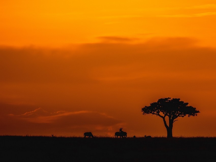 savannah sunset landscape dusk wildlife PNG Image Isolated with Clear Transparency