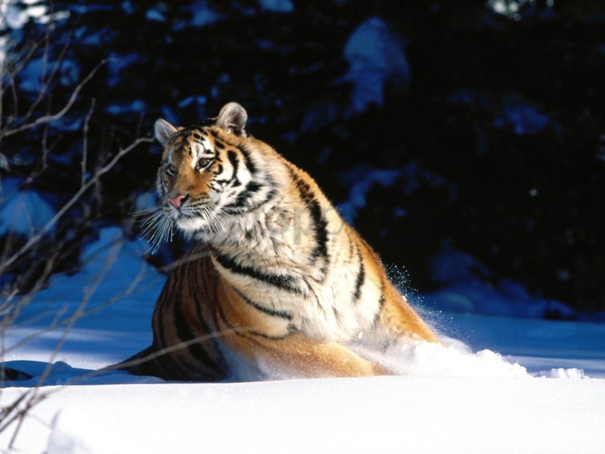 scuddle siberian tiger wintery wallpaper PNG files with no background bundle