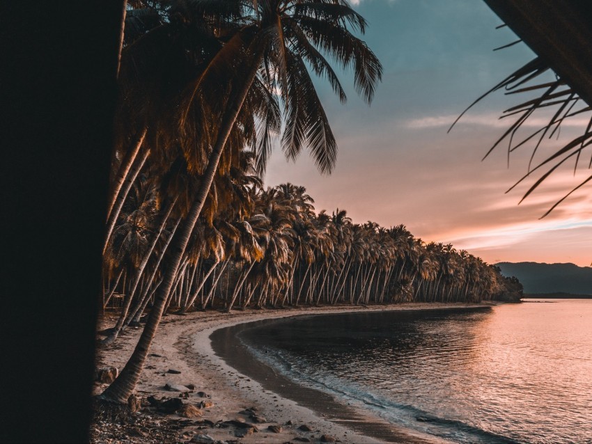 sea beach palm trees sunset tropics Transparent PNG images pack