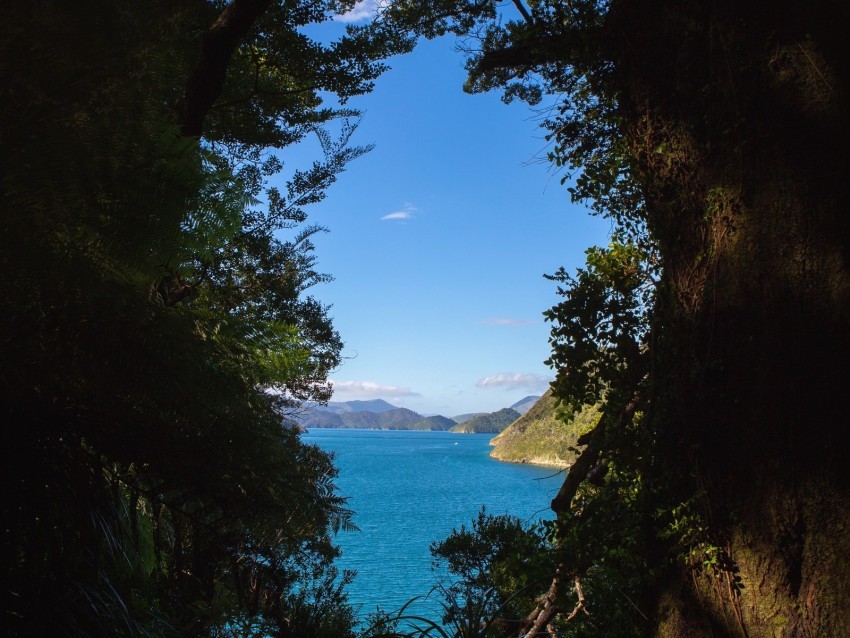 sea trees branches sky PNG transparent photos assortment 4k wallpaper