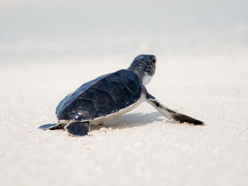 sea turtle turtle shore animal Transparent PNG pictures archive 4k wallpaper