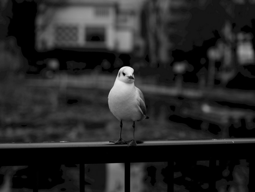 seagull bird bw blur Transparent PNG Object Isolation