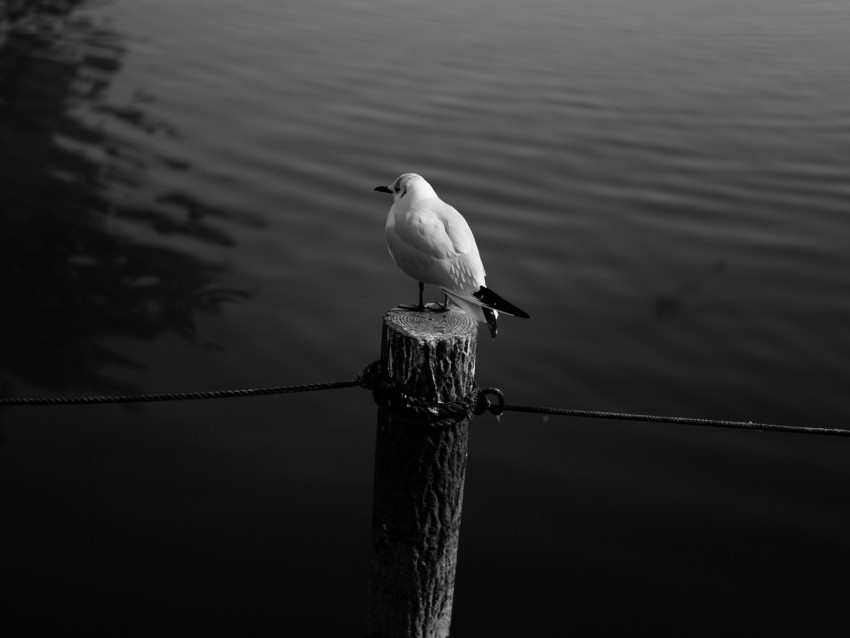 seagull bird bw water PNG transparent graphics for projects