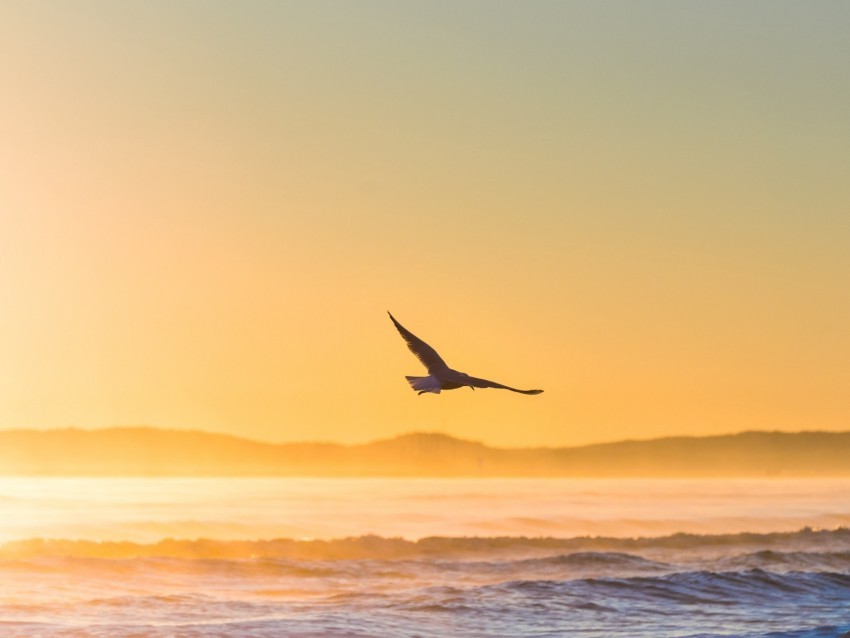 seagull bird field fog sunset sea Transparent PNG art