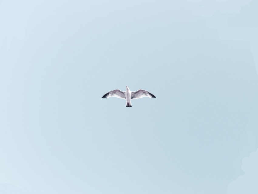 seagull bird flight sky wings flap Transparent Cutout PNG Isolated Element
