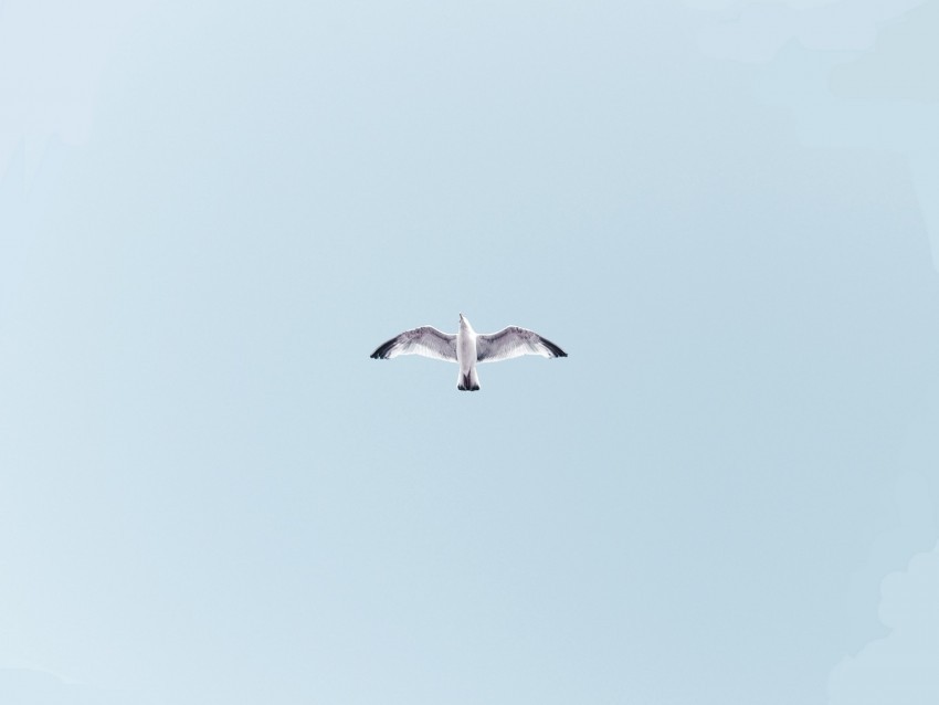 seagull bird flight soar sky height Transparent PNG Isolated Object