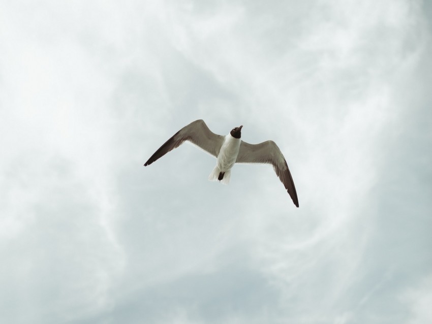 seagull bird fly sky height Transparent PNG pictures for editing