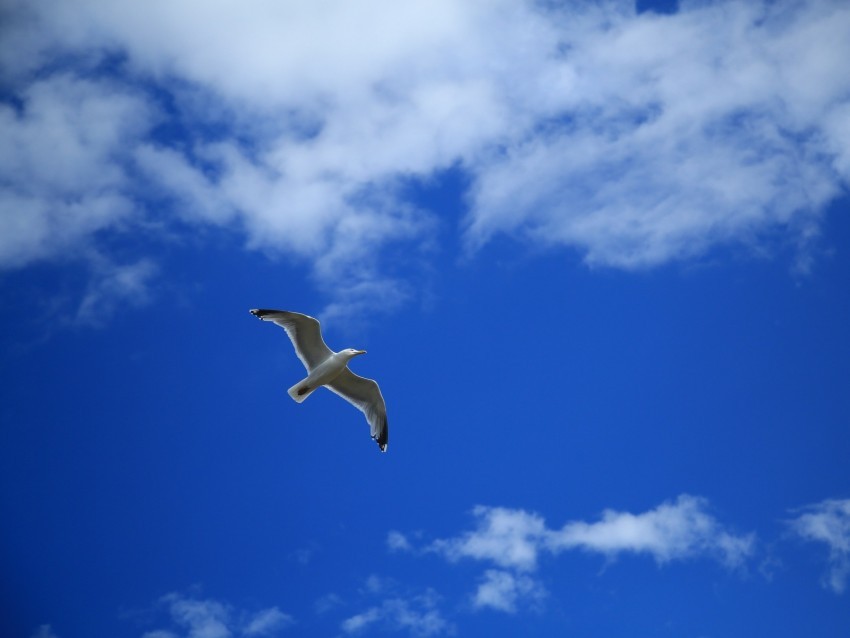 seagull bird sky flight clouds PNG images without watermarks