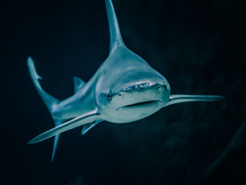 shark fish predatory aquarium Transparent pics 4k wallpaper