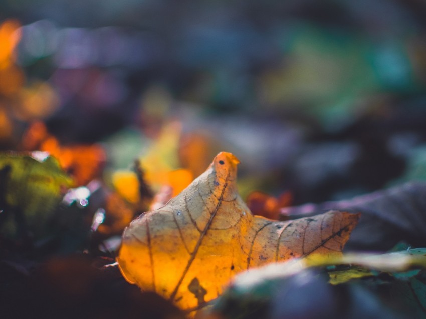 sheet autumn macro fallen blur PNG images with clear background