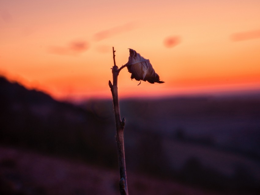 sheet branch macro sunset Isolated Subject with Clear Transparent PNG 4k wallpaper