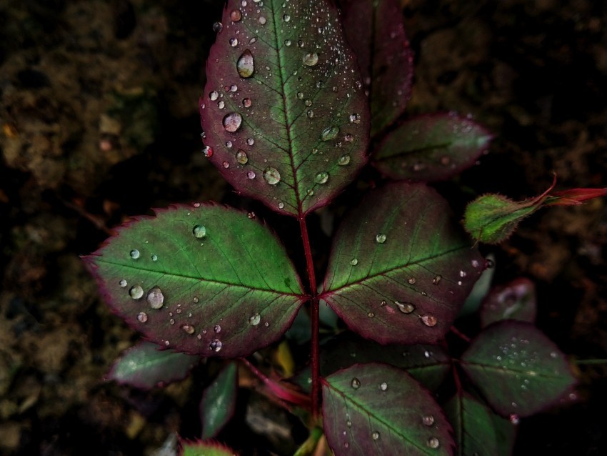 sheet drops macro plant carved PNG transparency 4k wallpaper