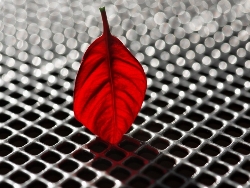 sheet poinsettia red grid metallic macro bokeh PNG Image Isolated with HighQuality Clarity