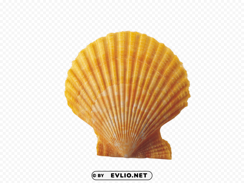 PNG image of shell Clear Background Isolation in PNG Format with a clear background - Image ID ad621105